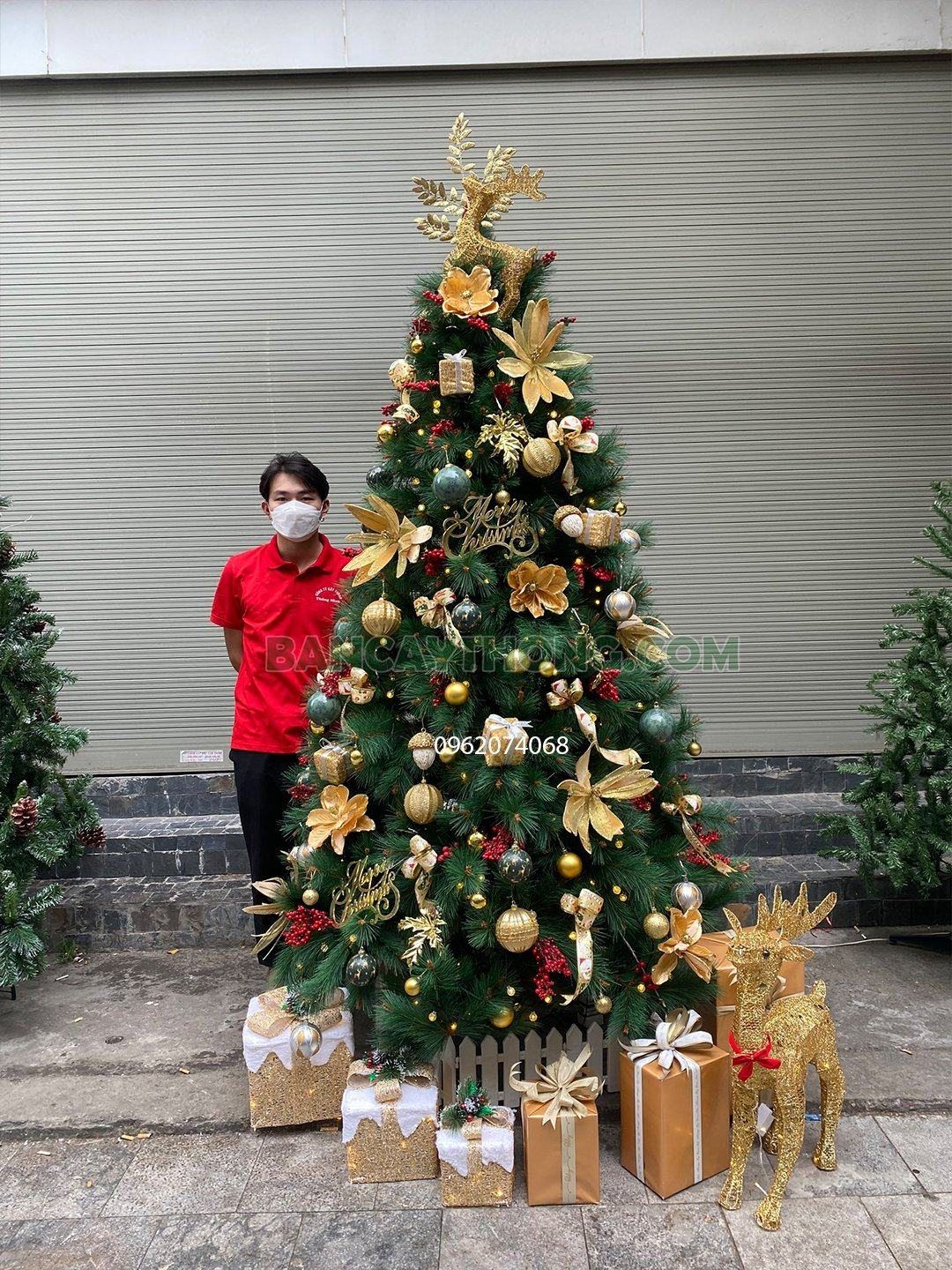 cây thông noel