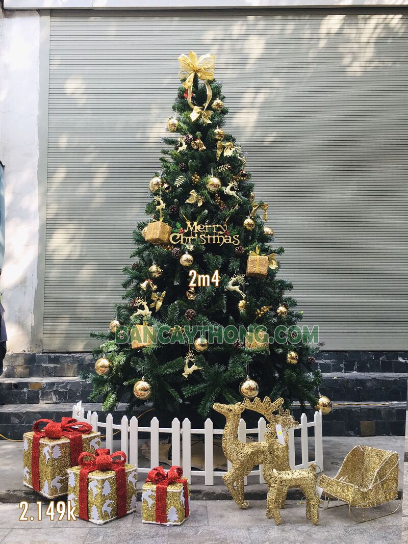 cây thông noel