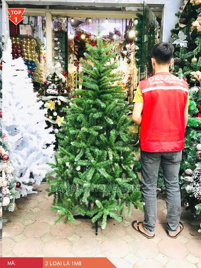 cây thông noel 2 lá chấm trắng cao 1m8 SG