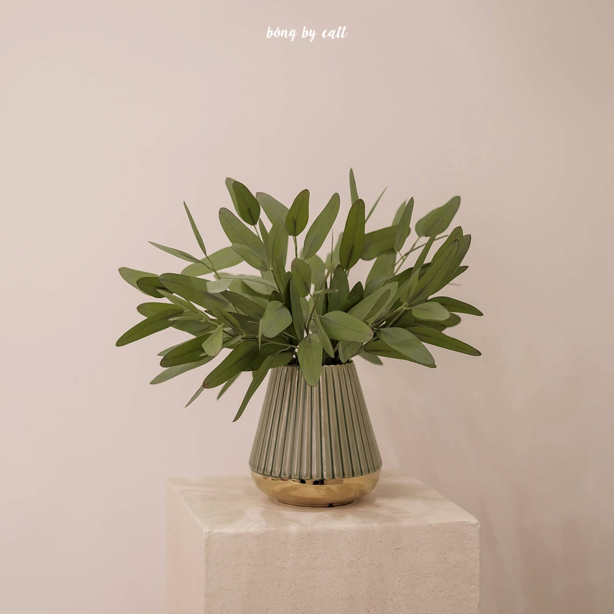 Cây - Lá Bạch đàn