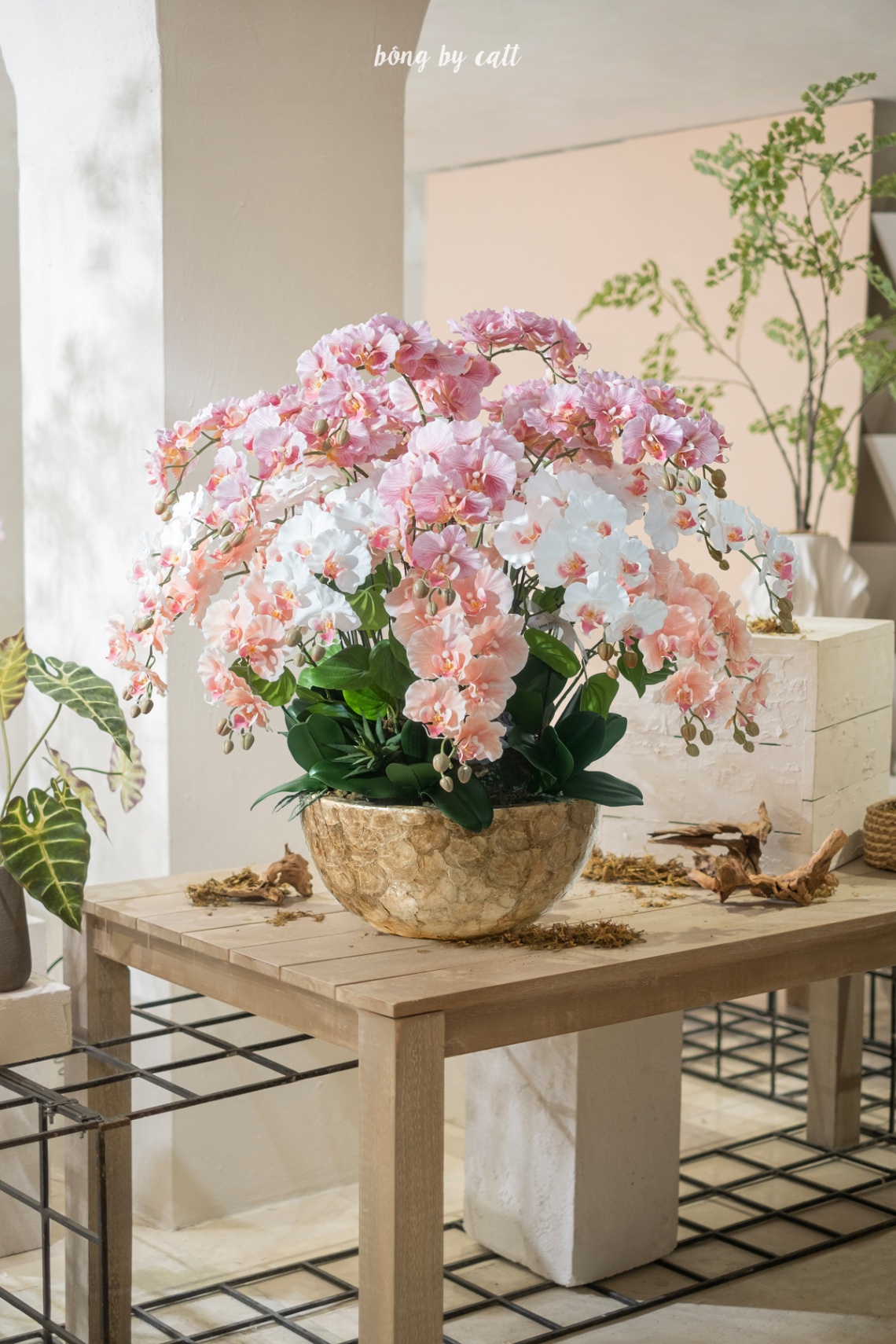 Orchid - Thiên Thanh 24 - Mosaic