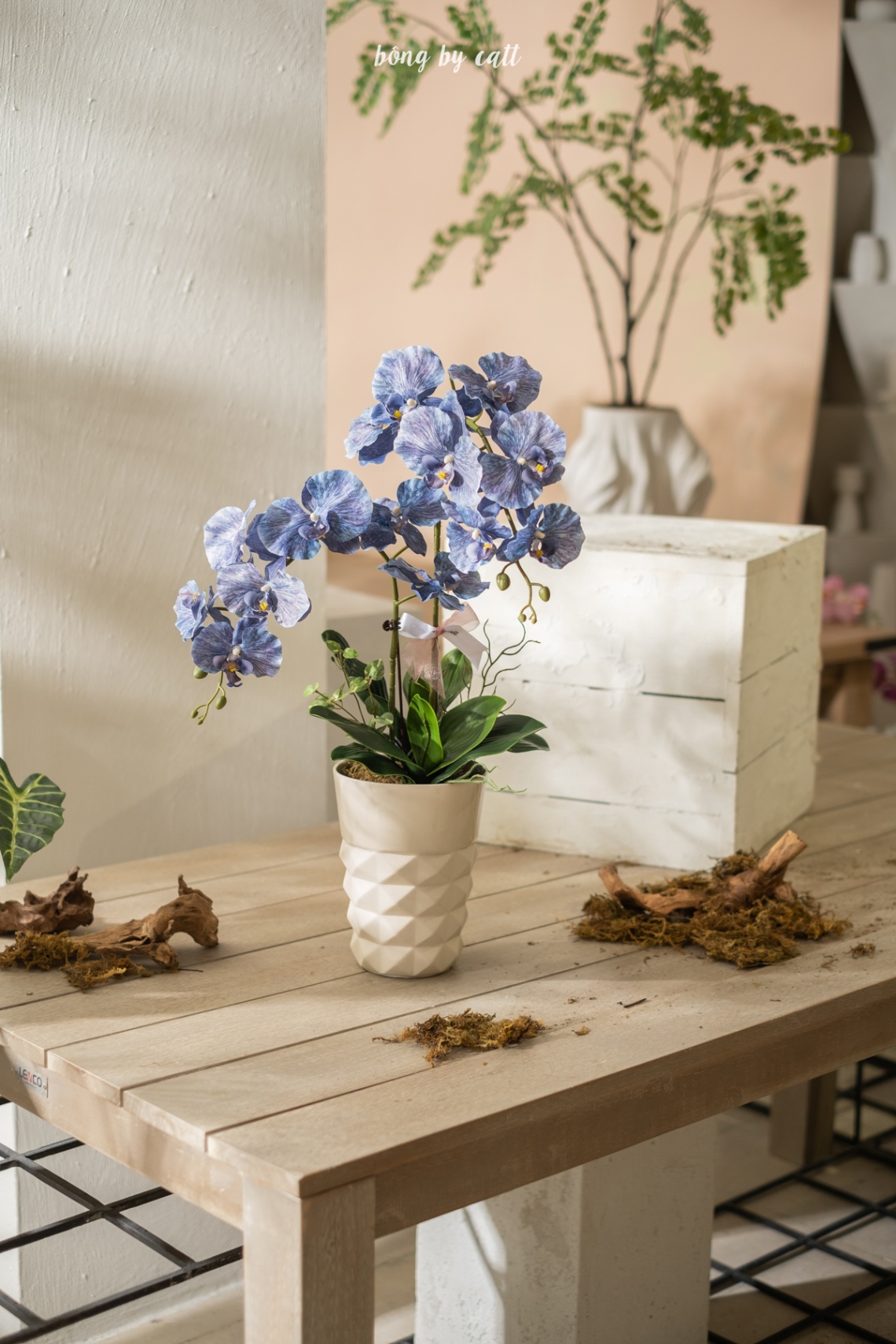 Orchid - Tân Kỳ 2.2 - Gốm