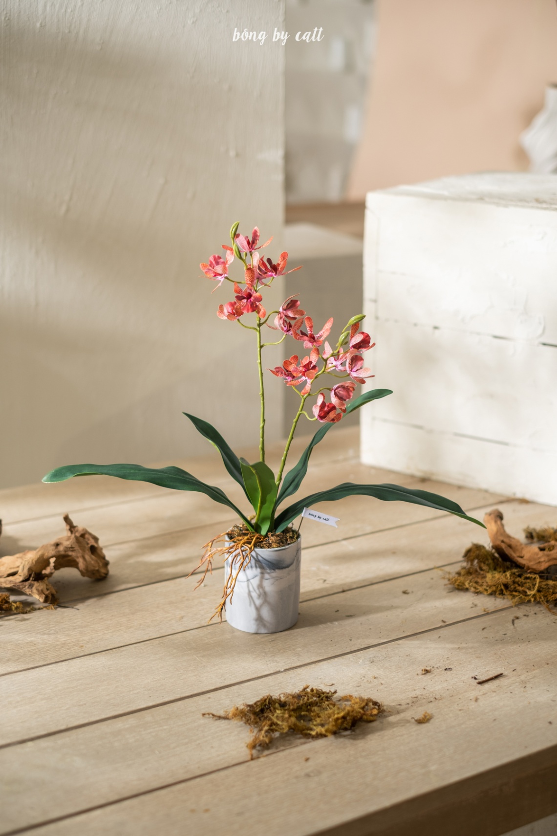 Orchid - Ngọc 2.2 - Ceramic