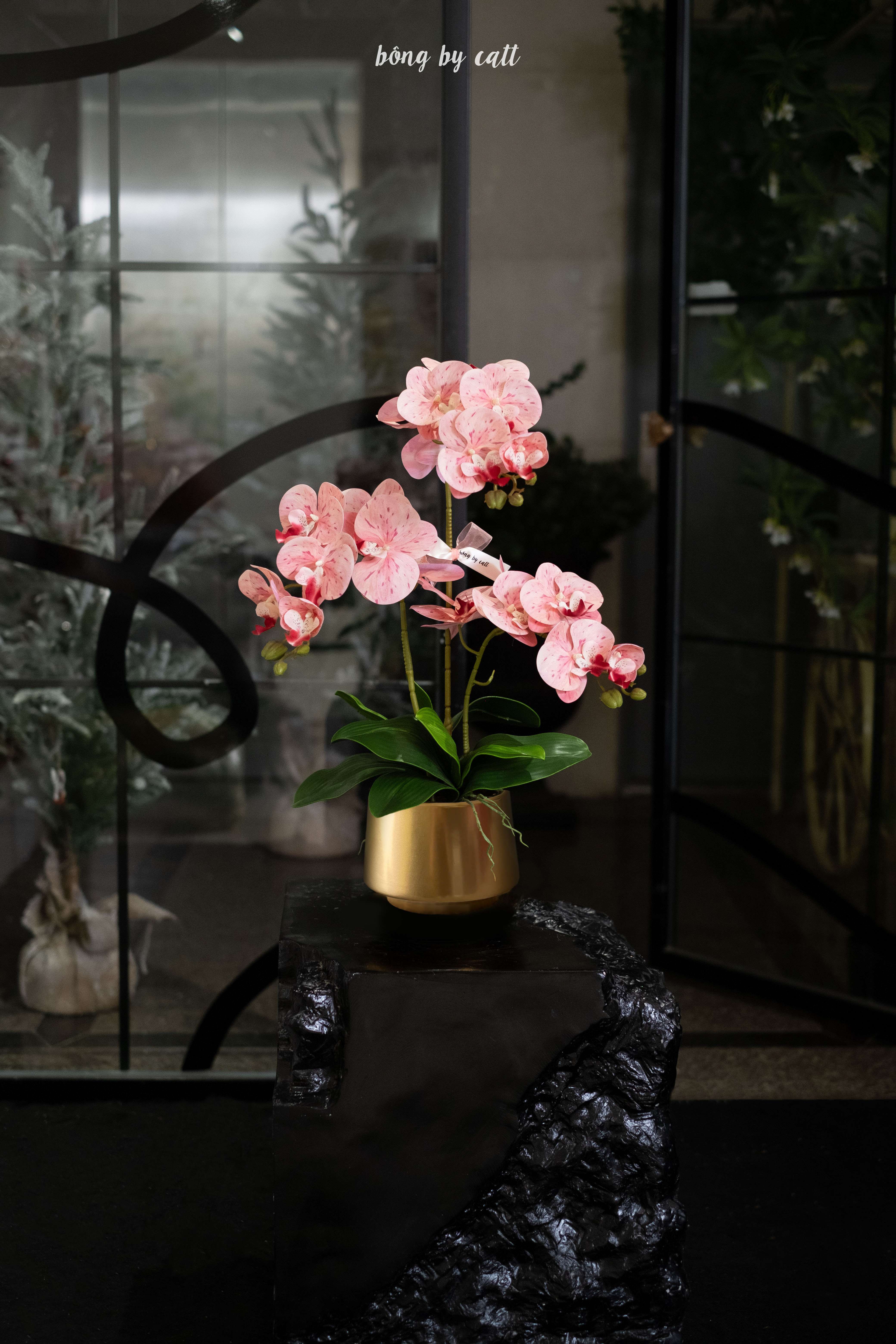 Orchid - Engen 2.1 - Gold