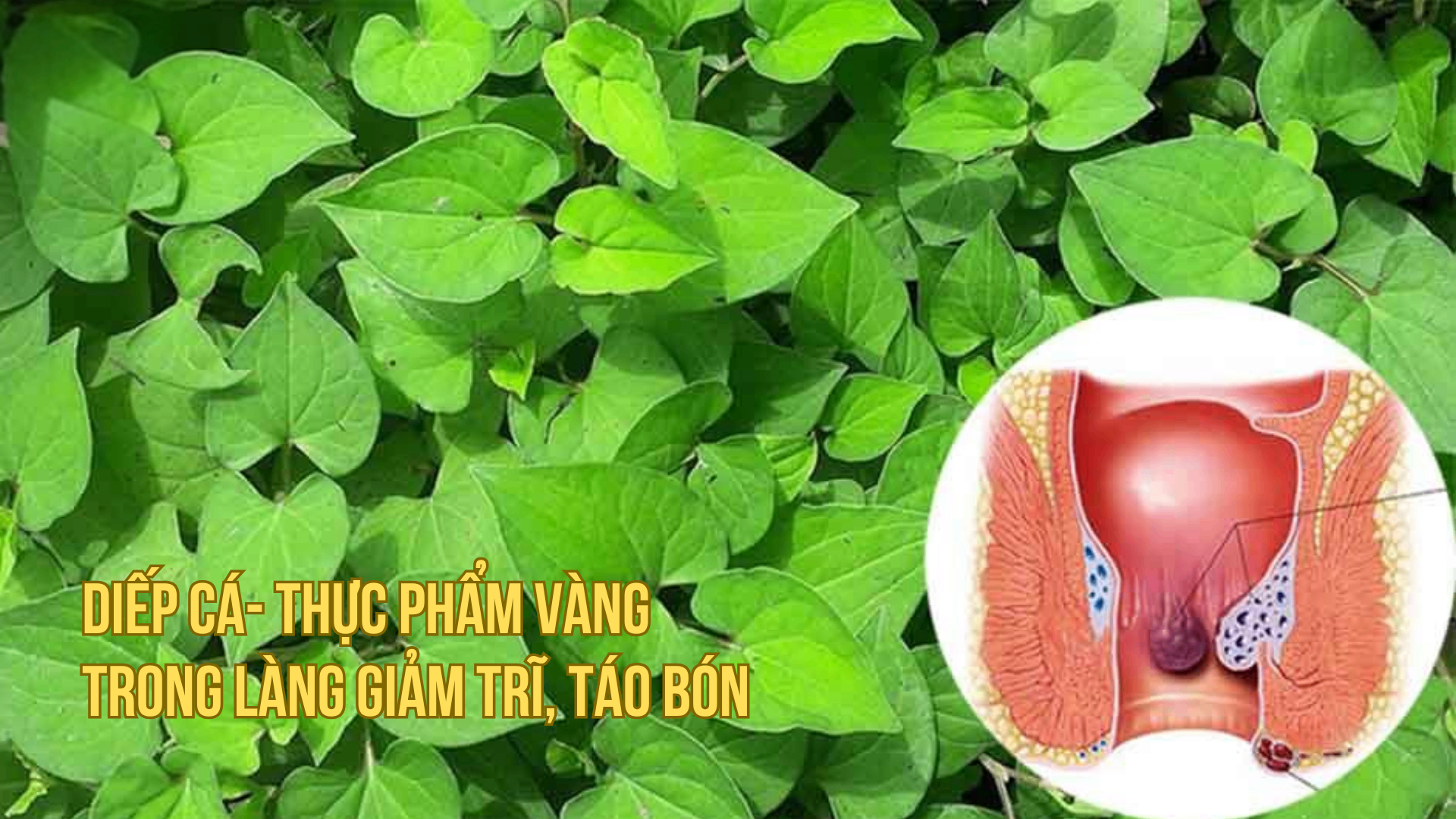 Diếp cá- thực phẩm vàng trong làng giảm trĩ, táo bón