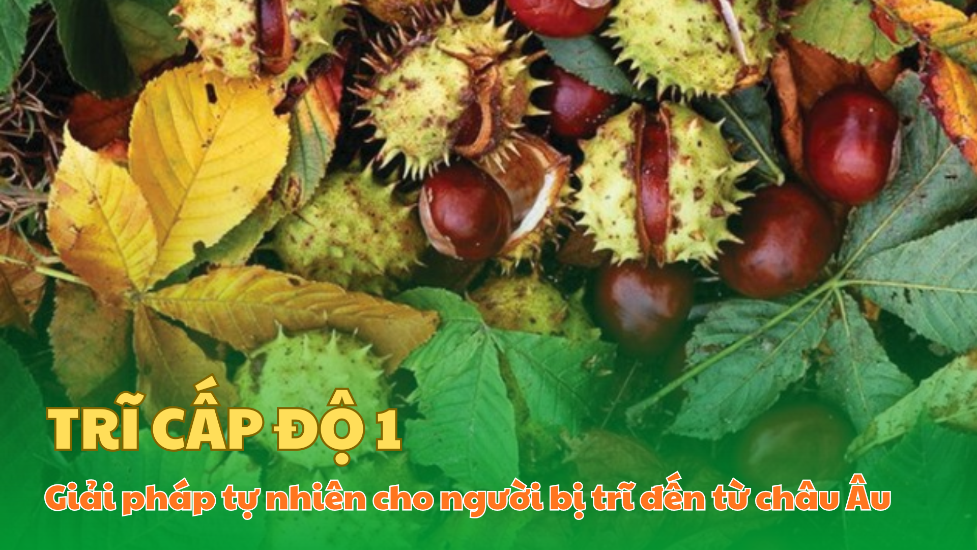 Hạt dẻ ngựa: Giải pháp tự nhiên cho người bị trĩ đến từ châu Âu