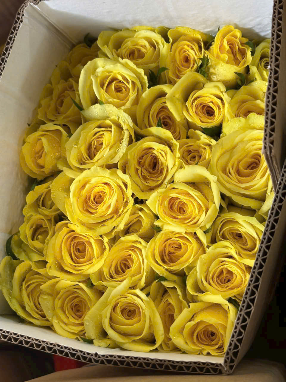 Hoa hồng sỉ AA01
