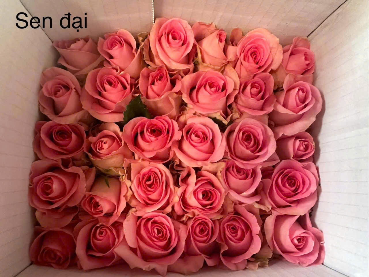 Hoa hồng sỉ AA10