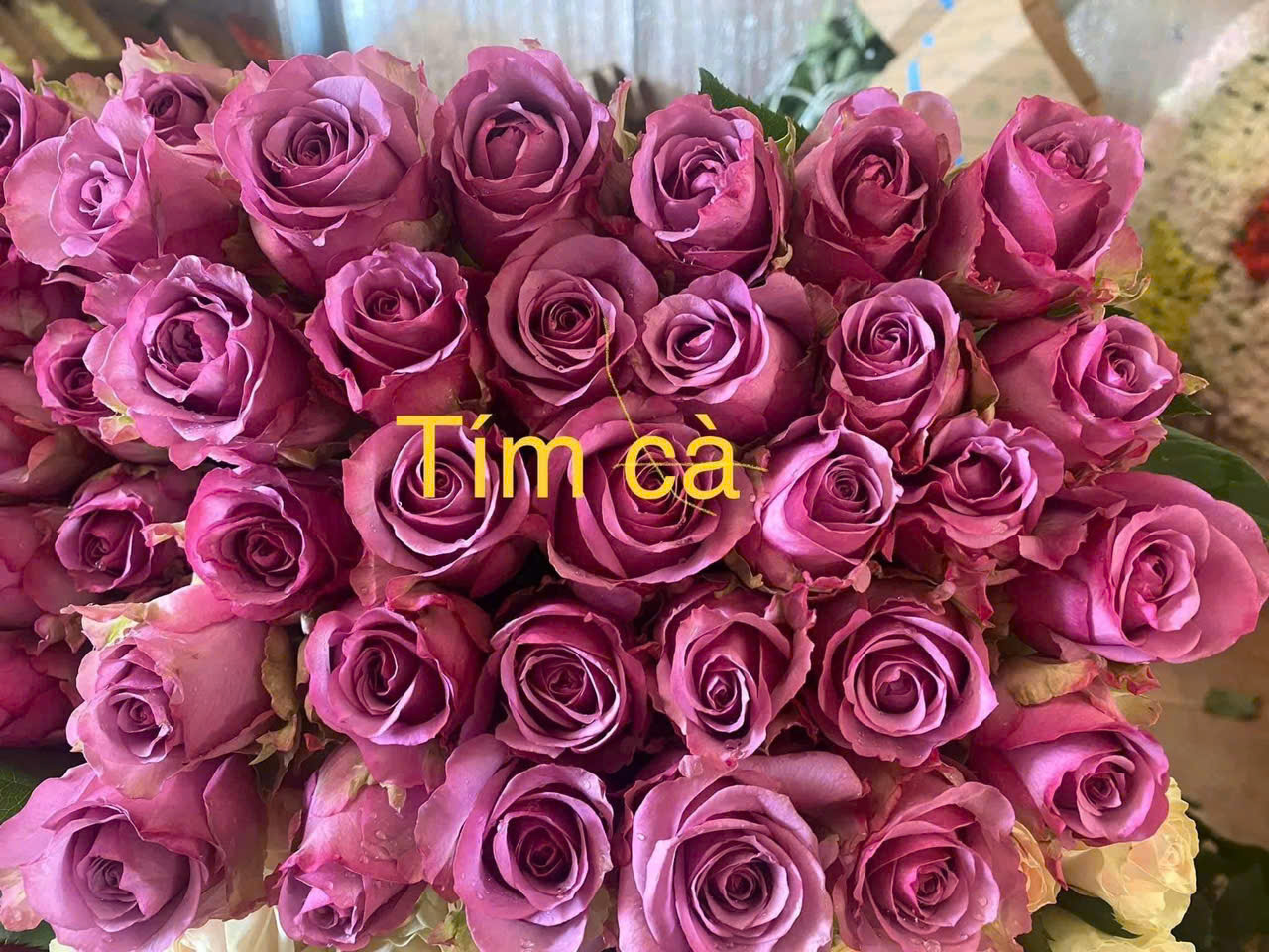 Hoa hồng sỉ AA11