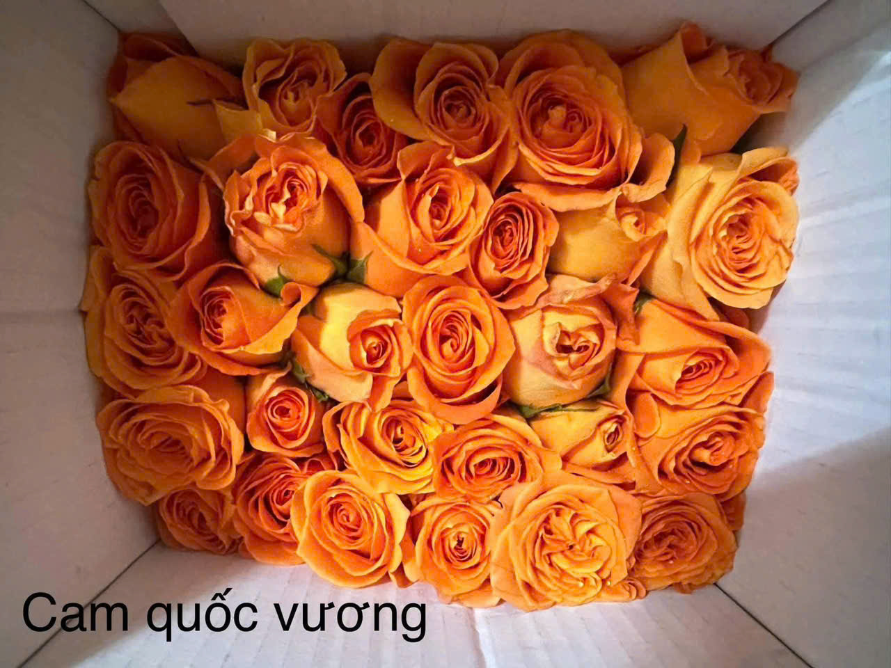 Hoa hồng sỉ AA12