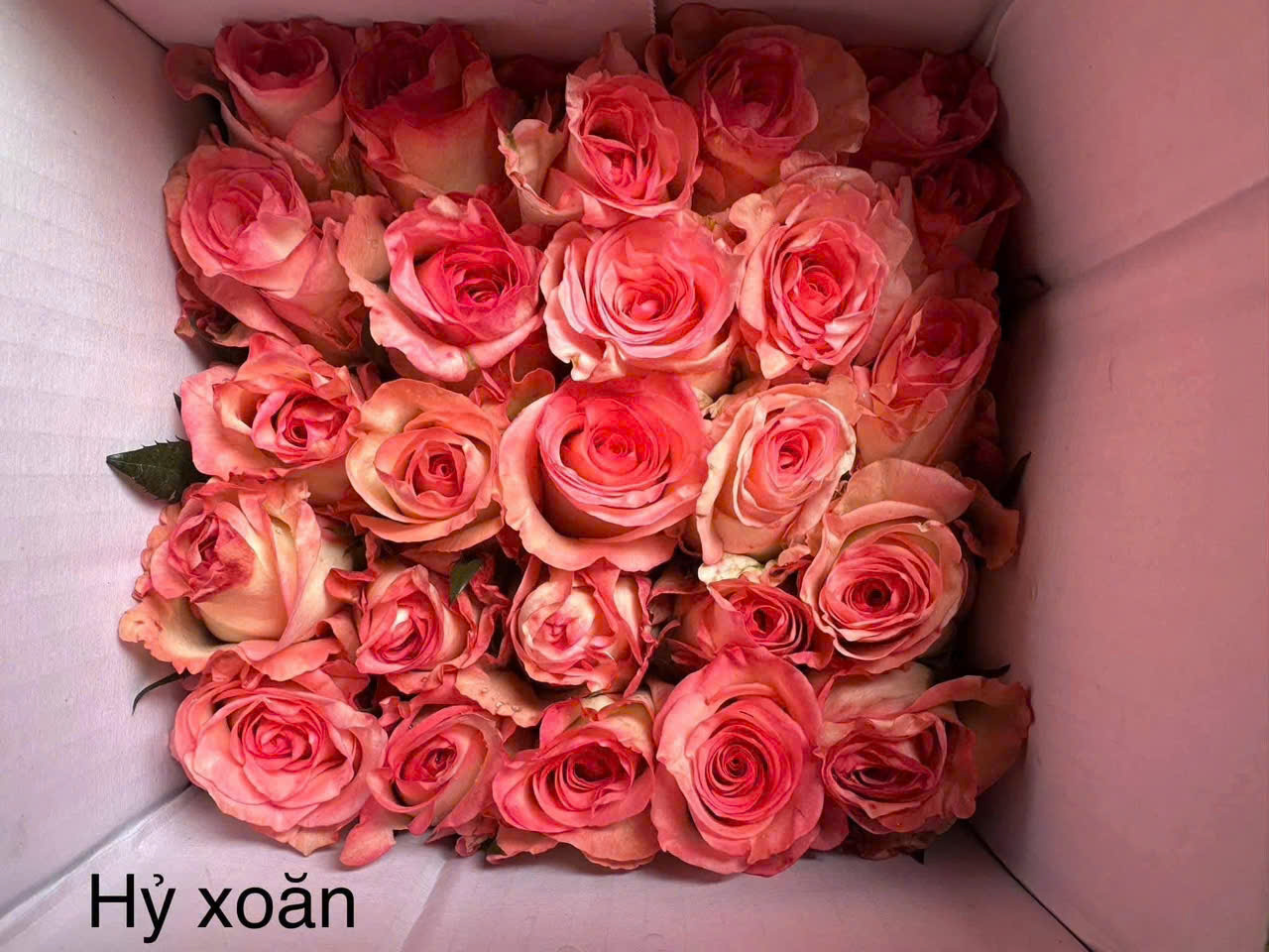 Hoa hồng sỉ AA13