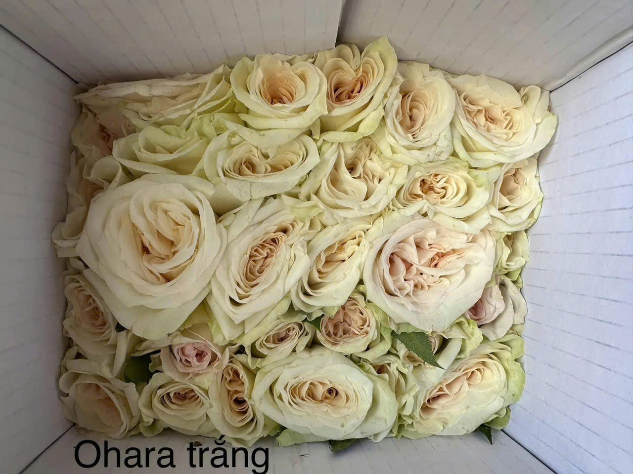Hoa hồng sỉ AA14