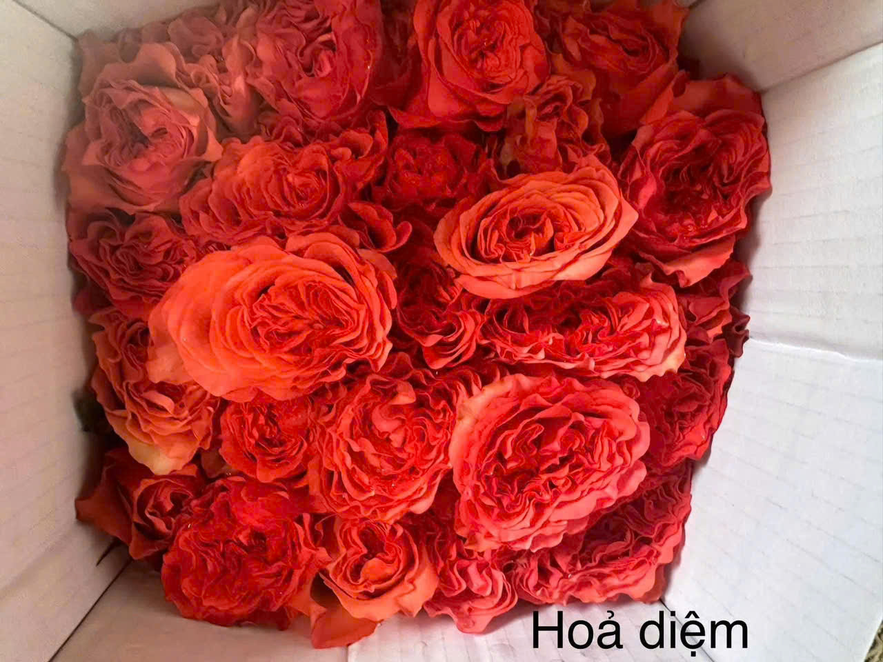 Hoa hồng sỉ AA15