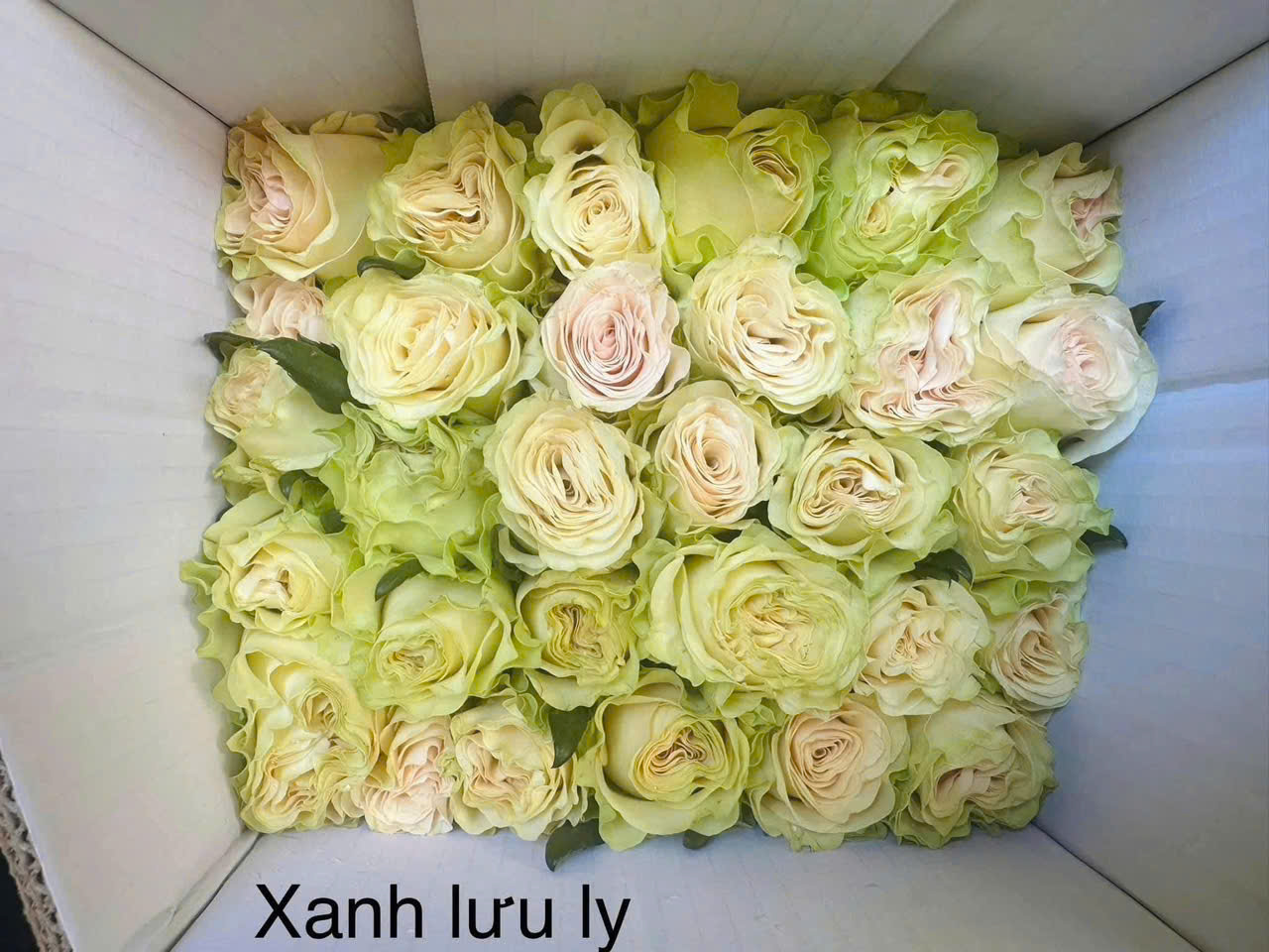 Hoa hồng sỉ AA16