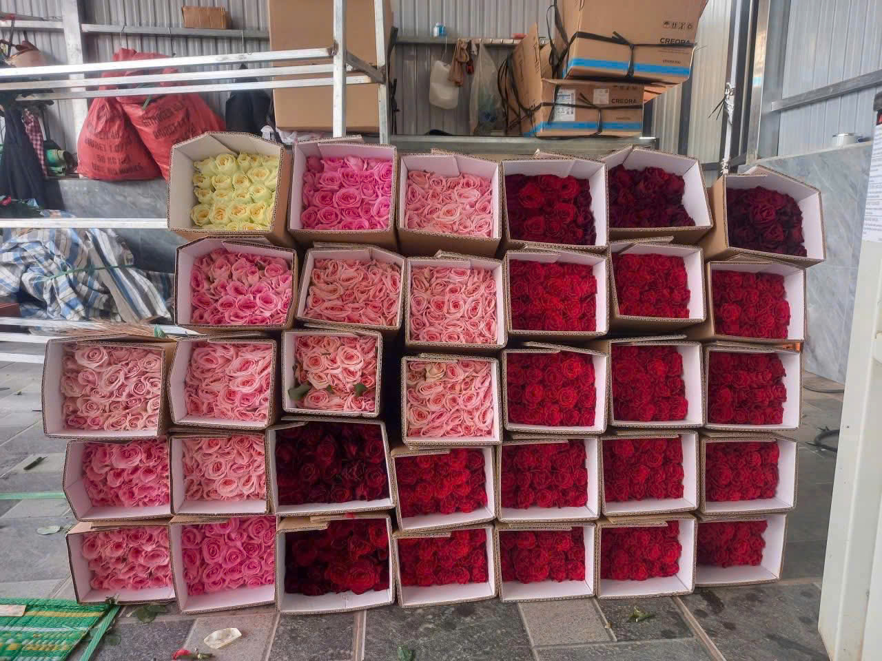 Hoa hồng sỉ AA18