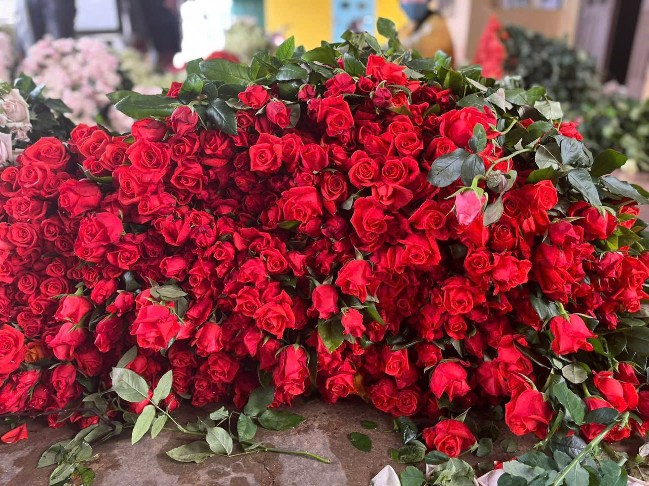 Hoa hồng sỉ AA25