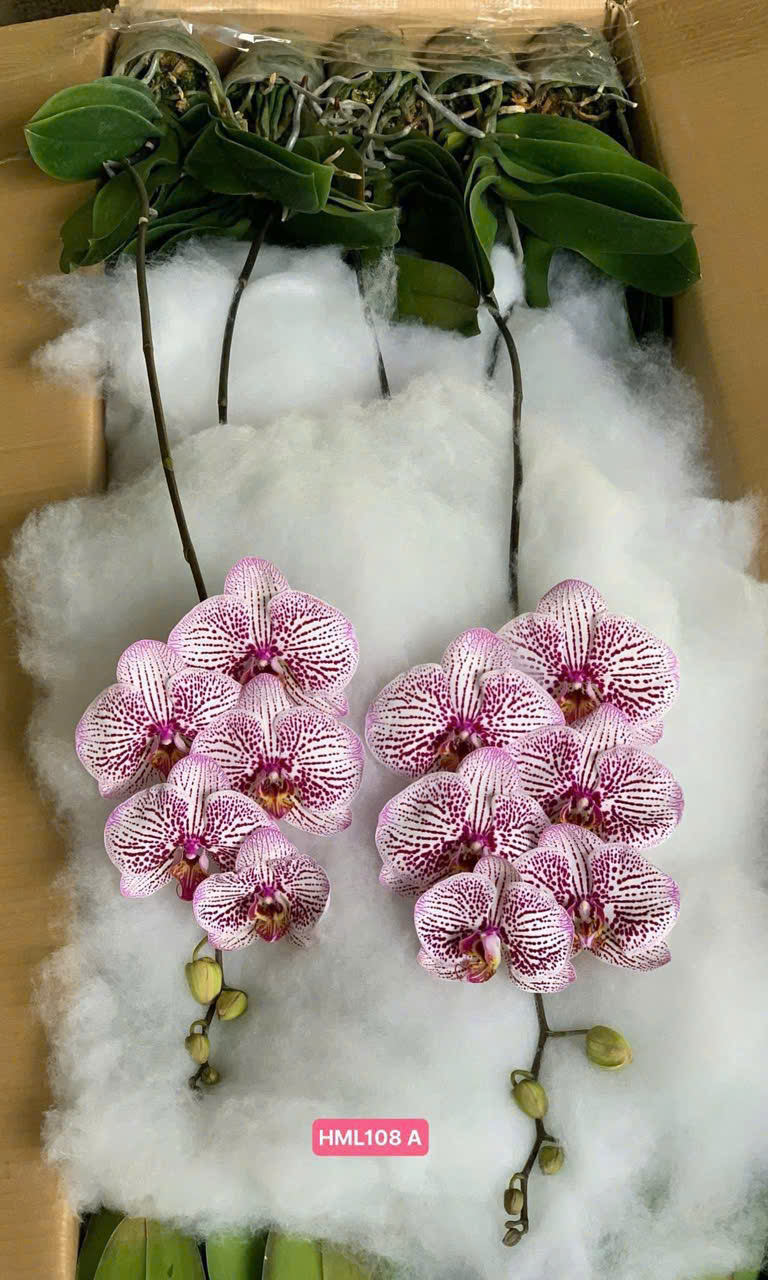 Lan hồ điệp S009