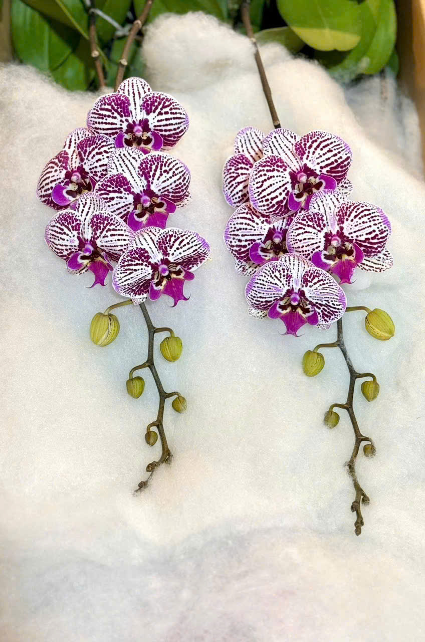 Lan hồ điệp S010