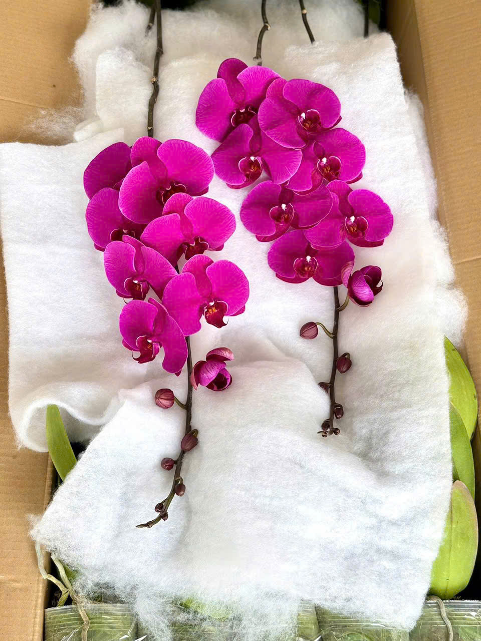 Lan hồ điệp S012
