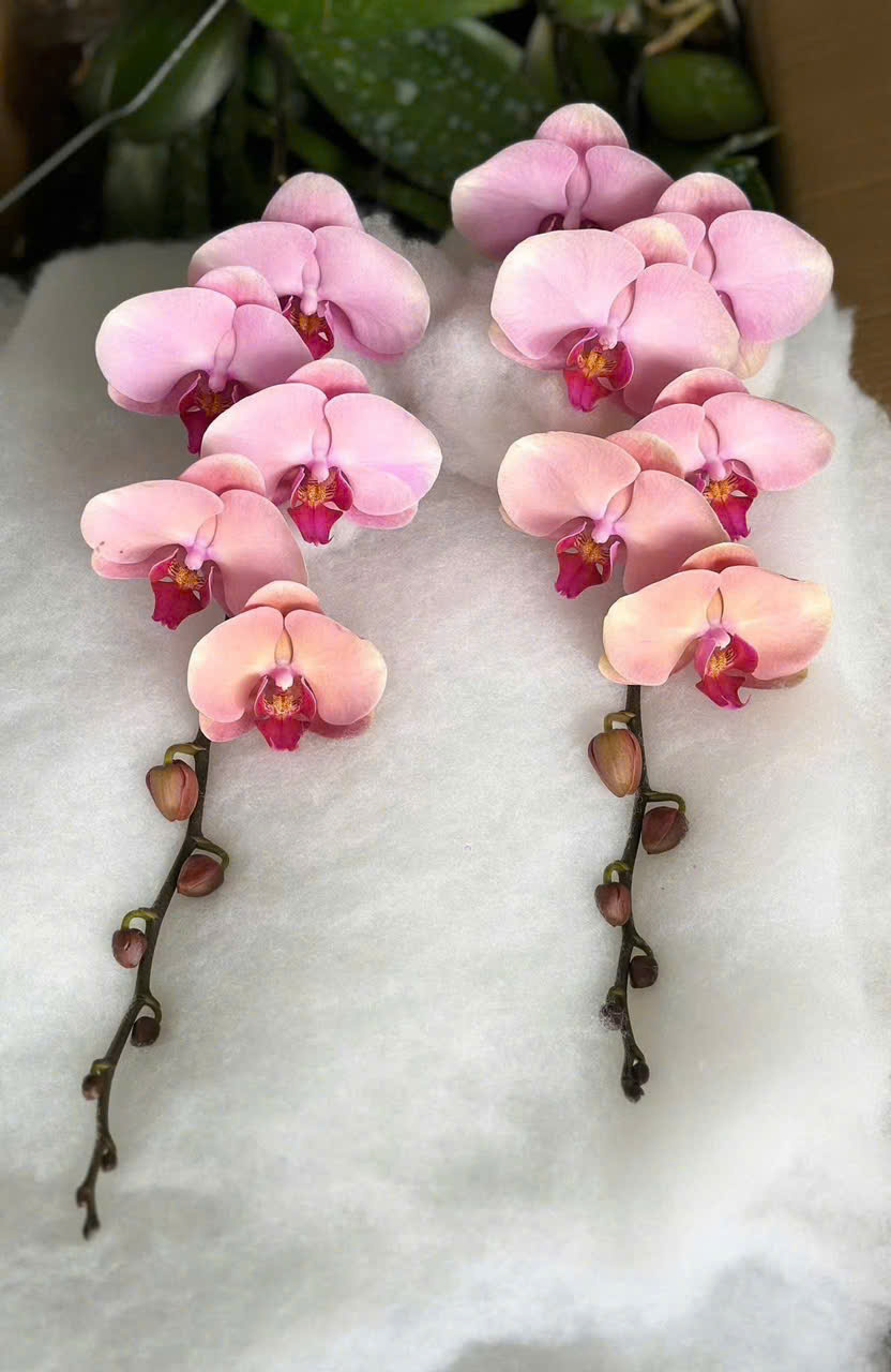 Lan hồ điệp S015