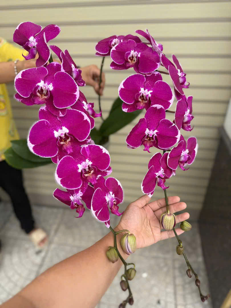 Lan hồ điệp S016