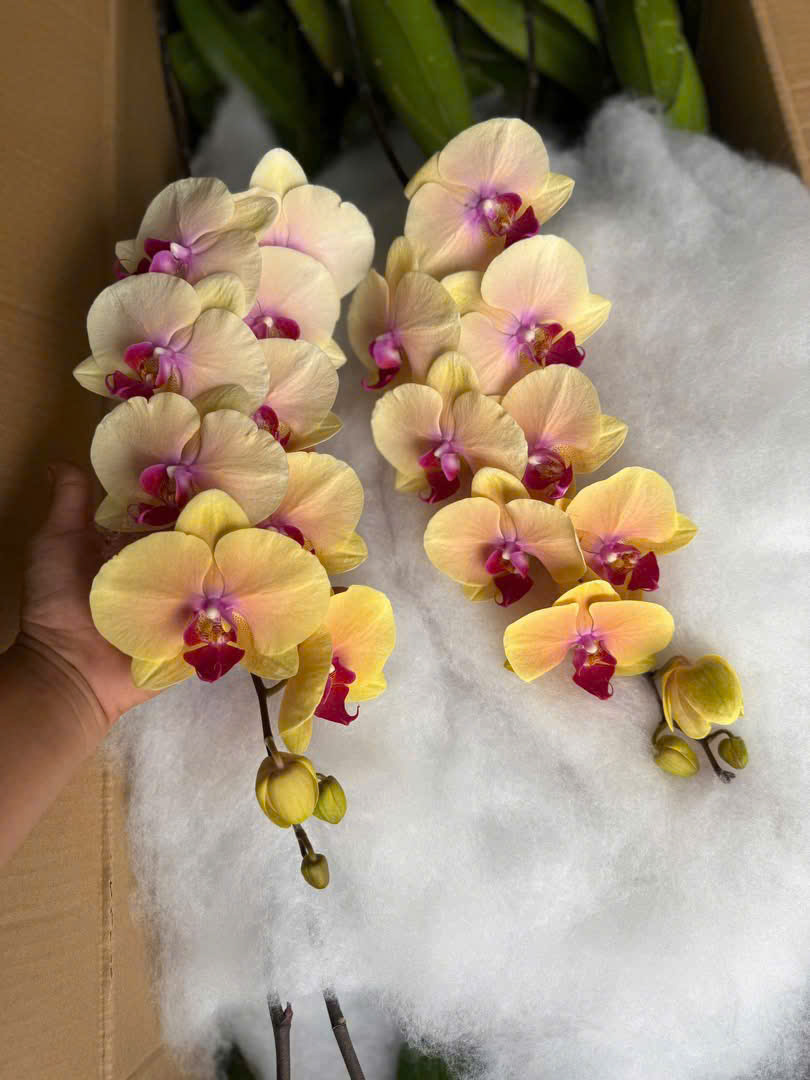 Lan hồ điệp S017