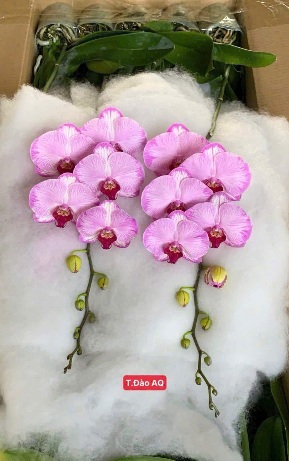 Lan hồ điệp S018