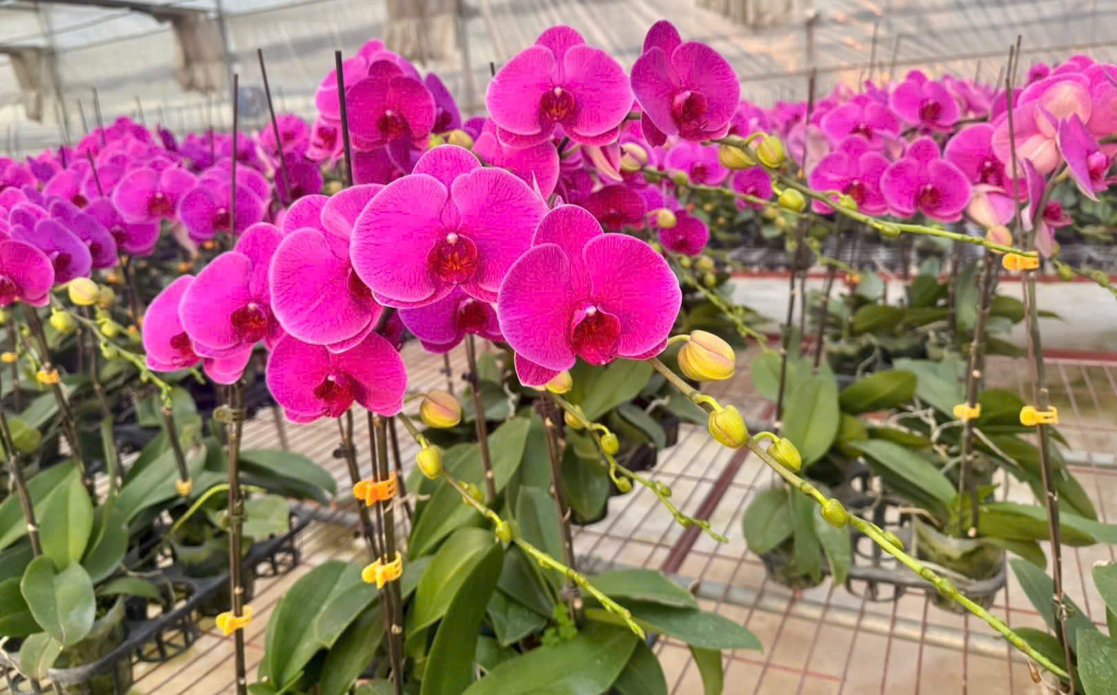 Lan hồ điệp S020