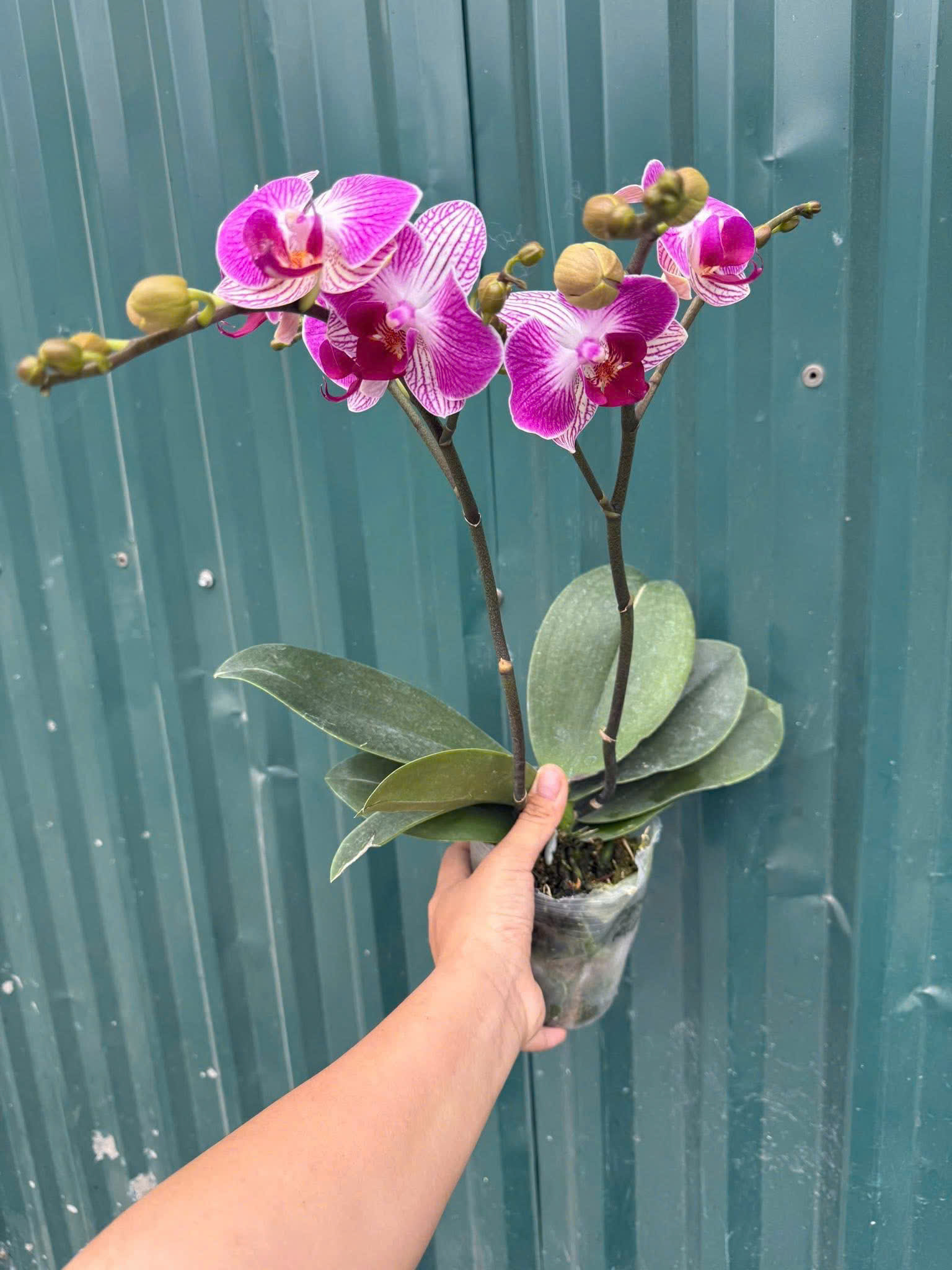 Lan hồ điệp S021