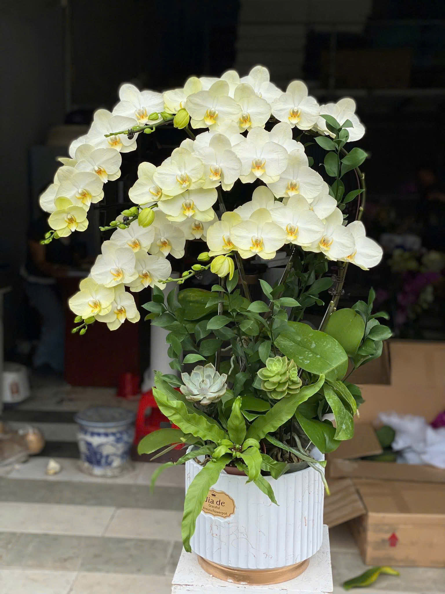 Lan hồ điệp S023