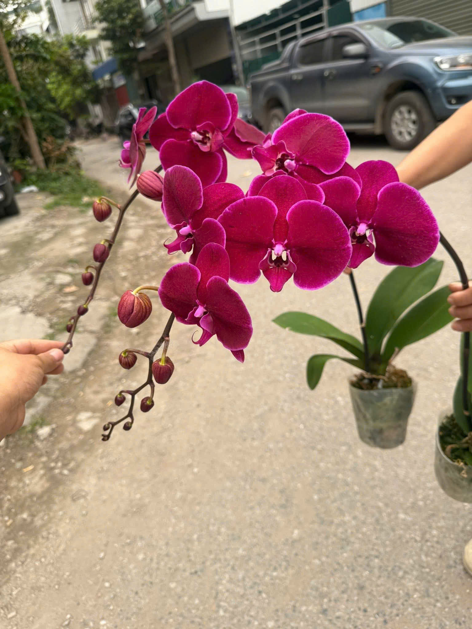 Lan hồ điệp S027
