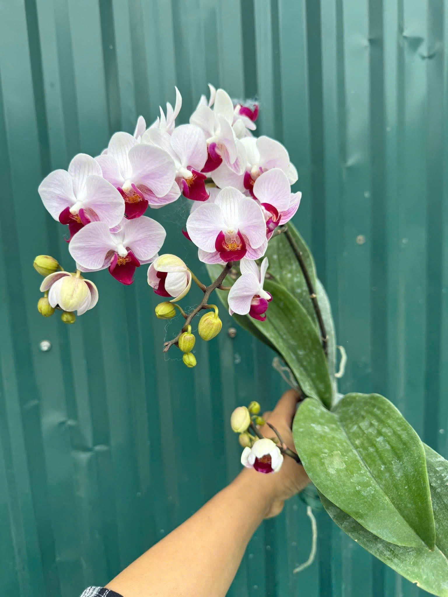 Lan hồ điệp S028