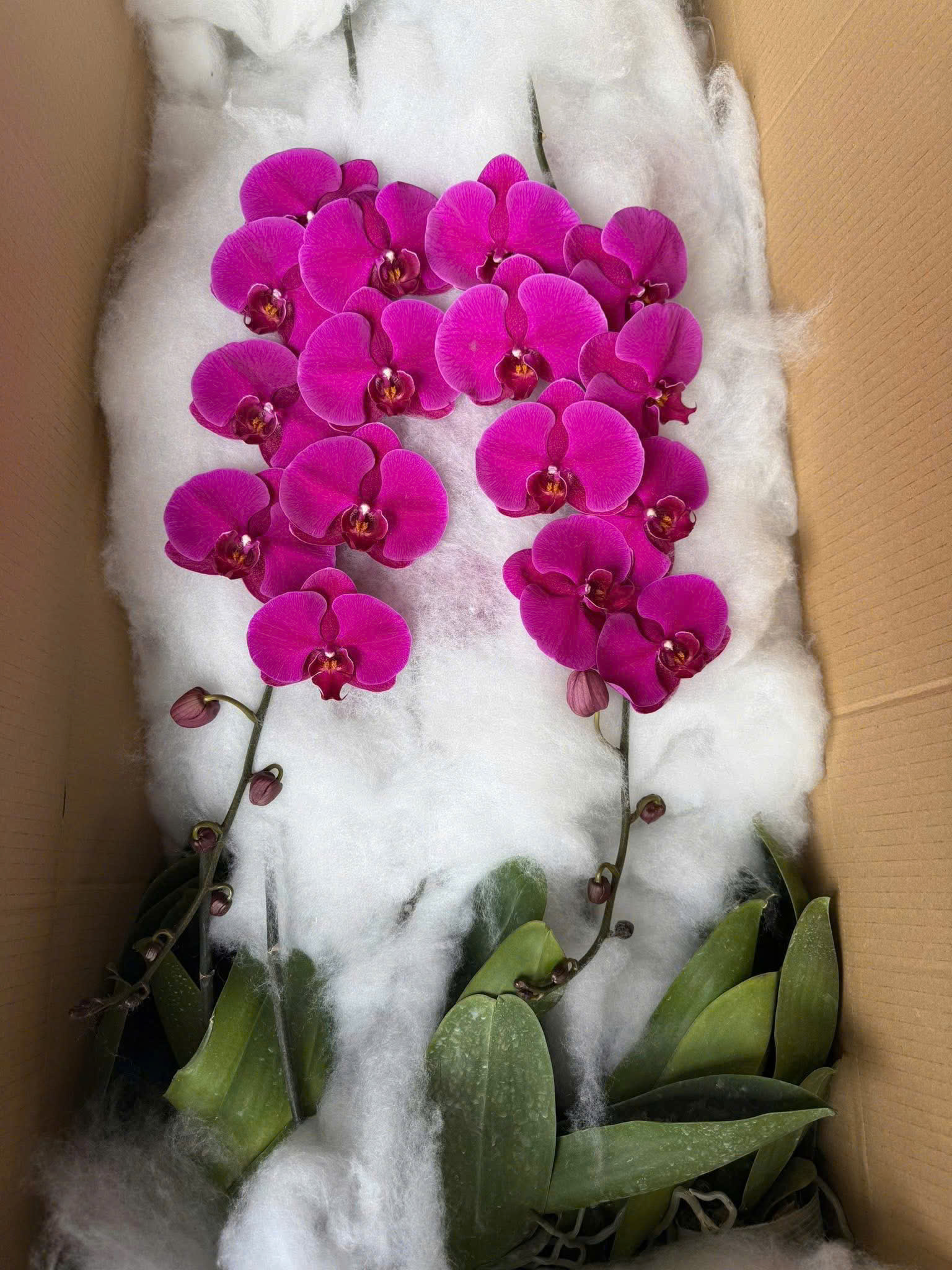Lan hồ điệp S029
