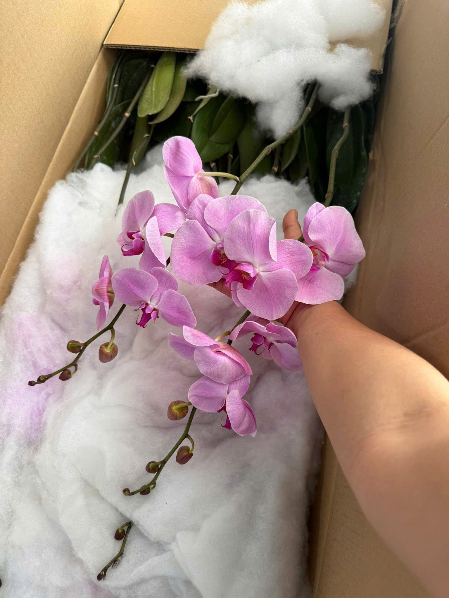 Lan hồ điệp S030