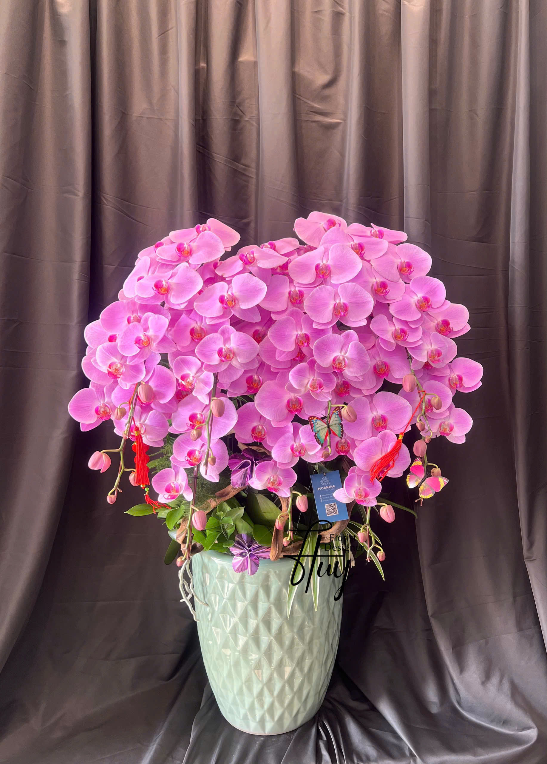 Lan hồ điệp S032