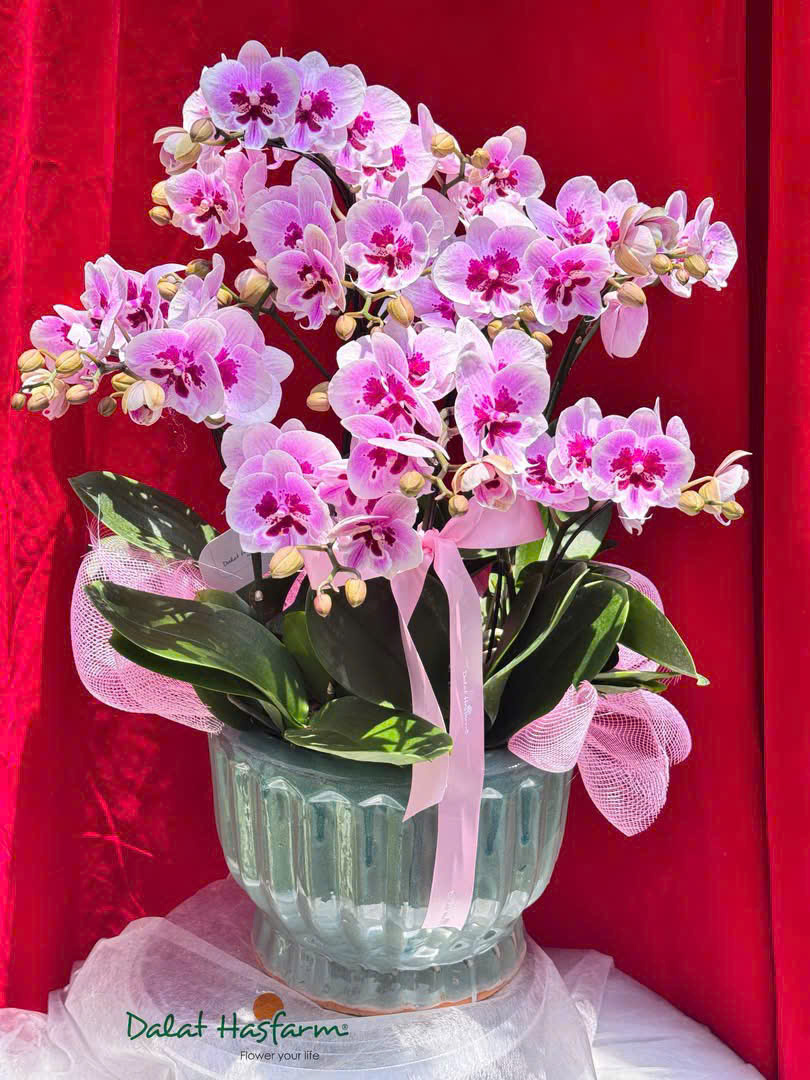 Lan hồ điệp S033