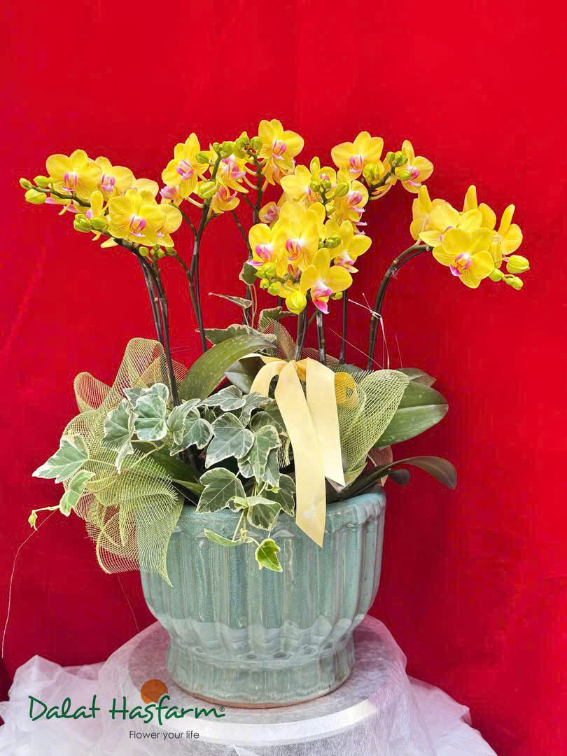 Lan hồ điệp S034