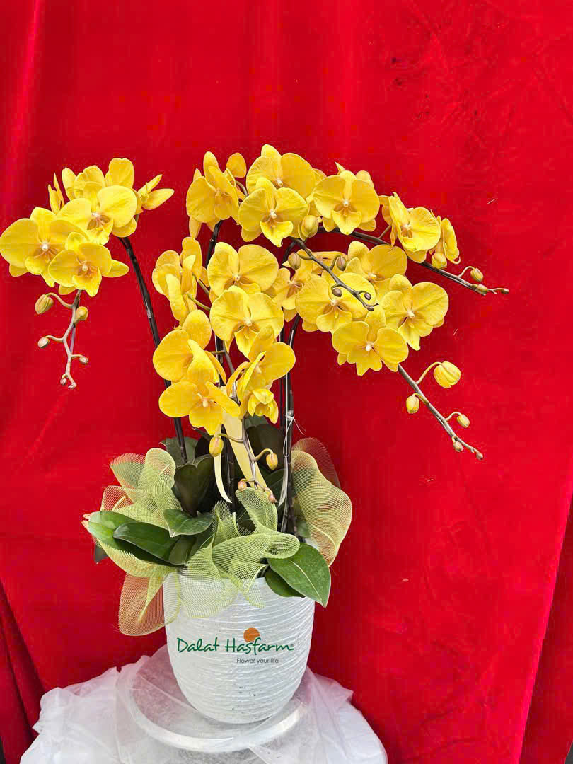Lan hồ điệp S035