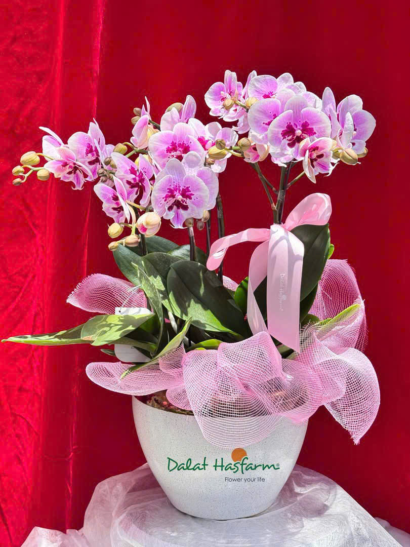 Lan hồ điệp S036