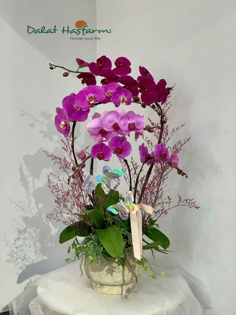 Lan hồ điệp S037