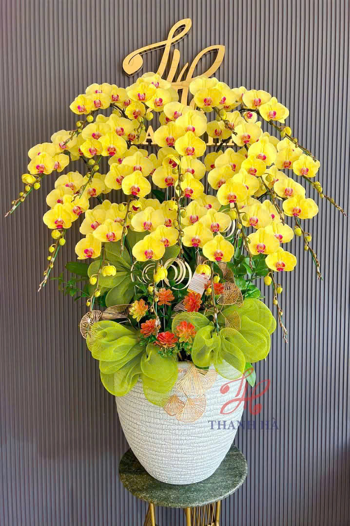 Lan hồ điệp S038
