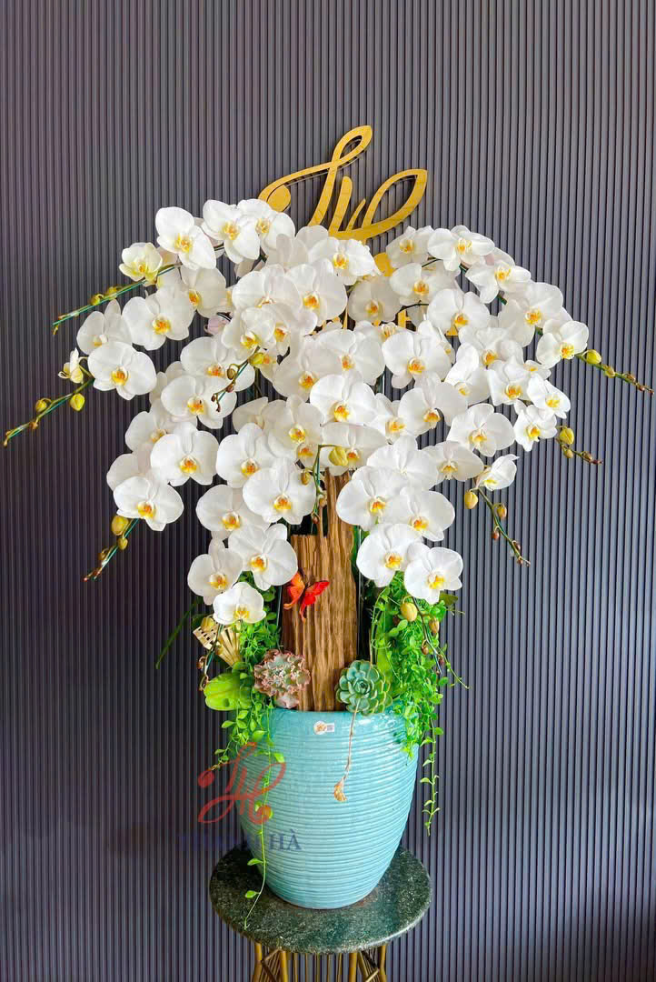 Lan hồ điệp S039
