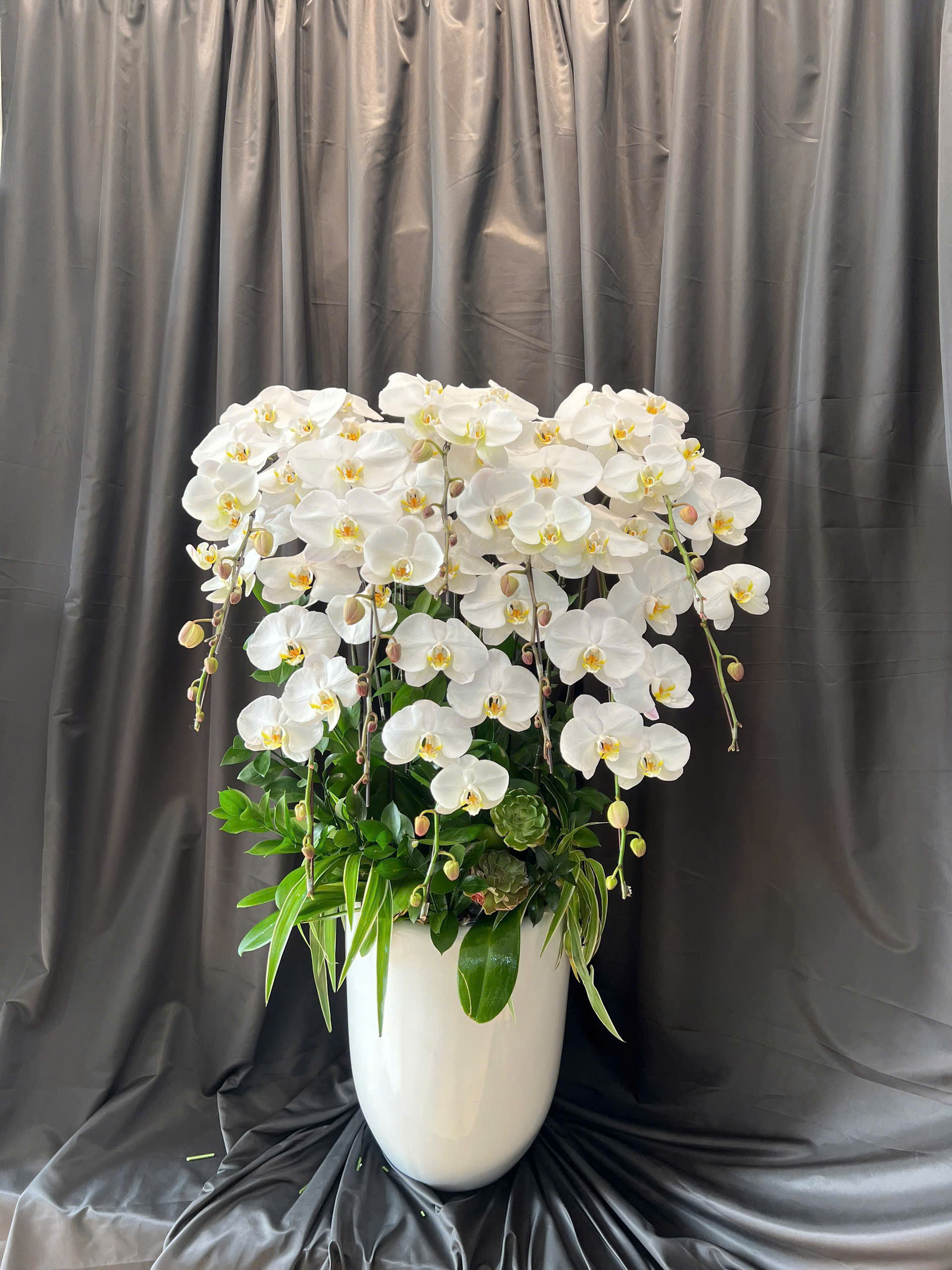 Lan hồ điệp S042