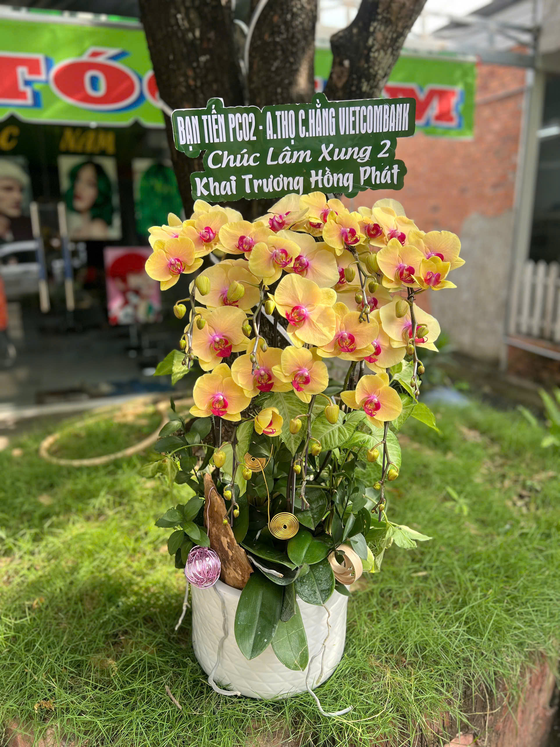 Lan hồ điệp S043