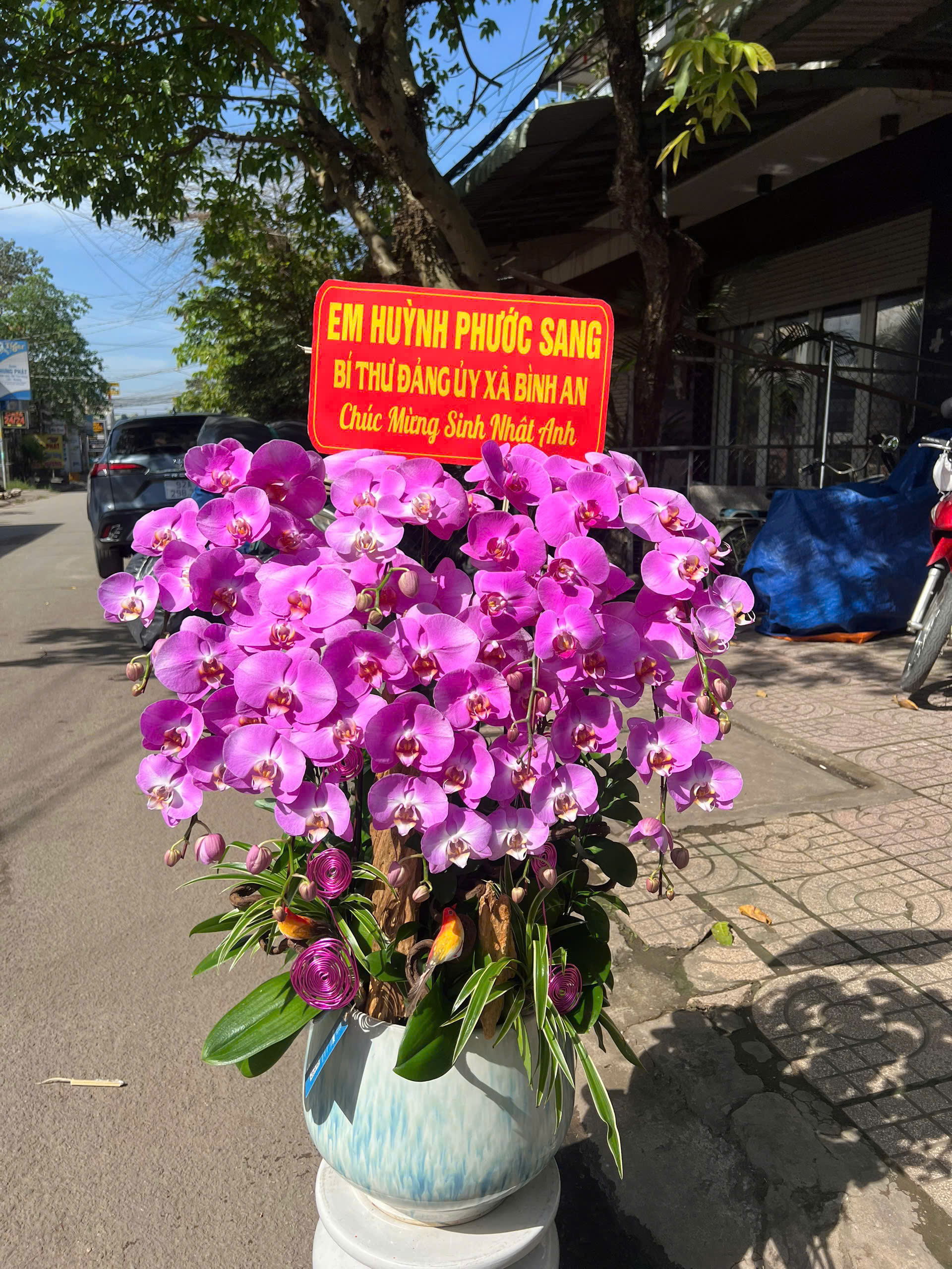 Lan hồ điệp S044