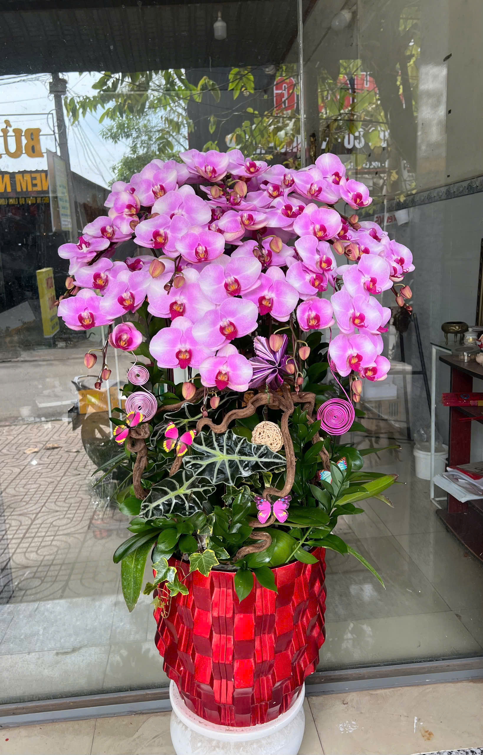 Lan hồ điệp S046