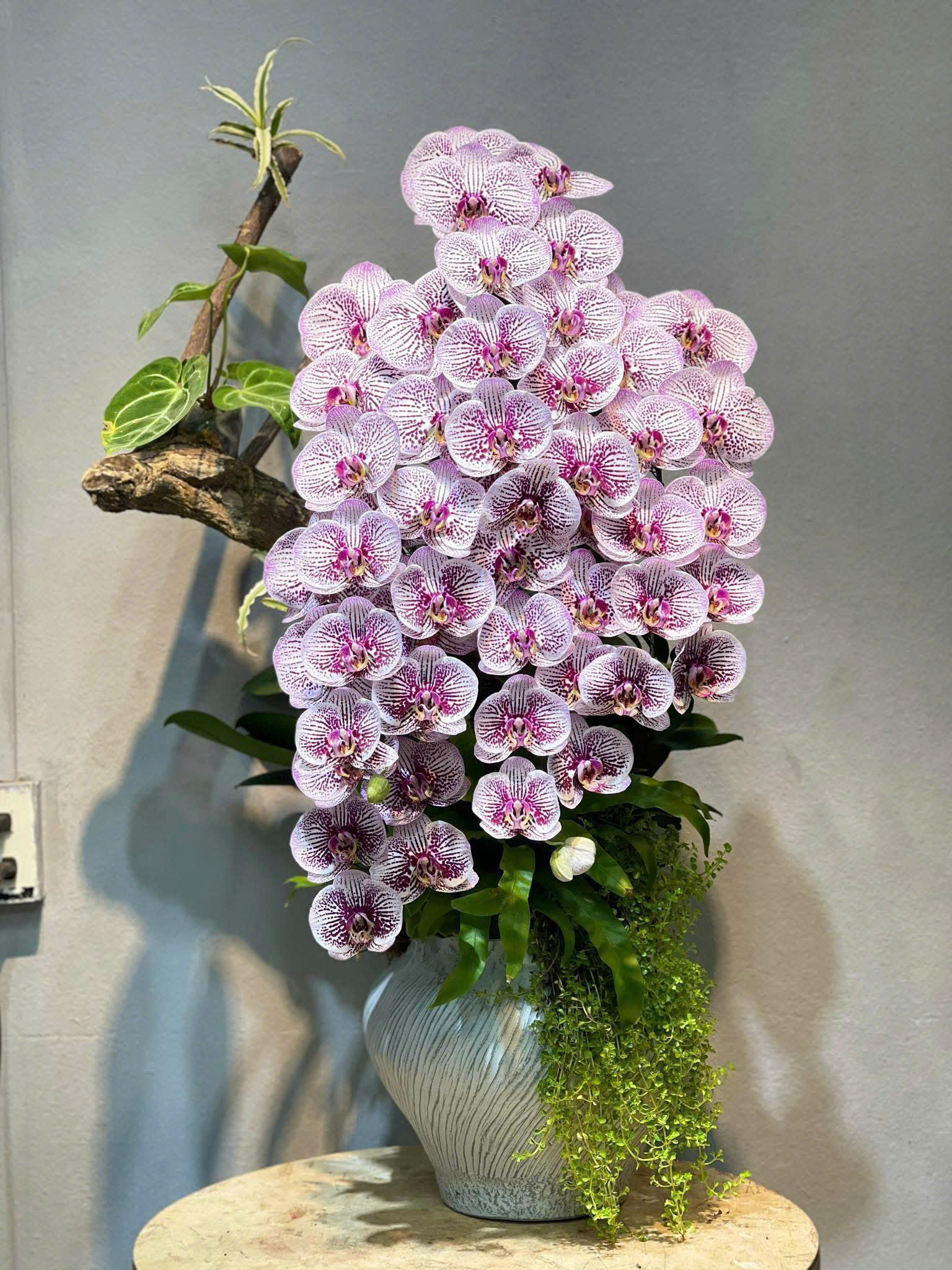 Lan hồ điệp S049