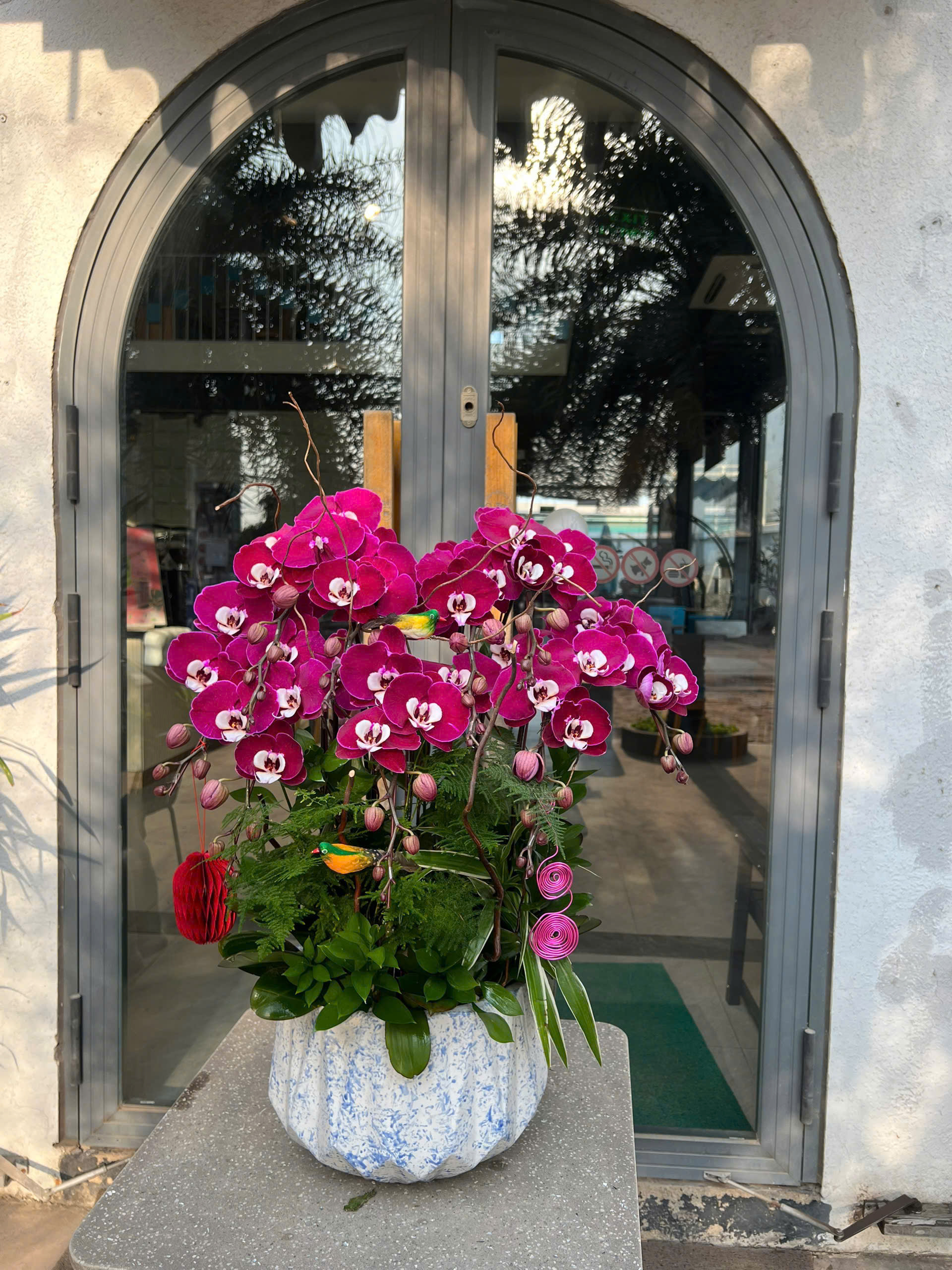 Lan hồ điệp S052