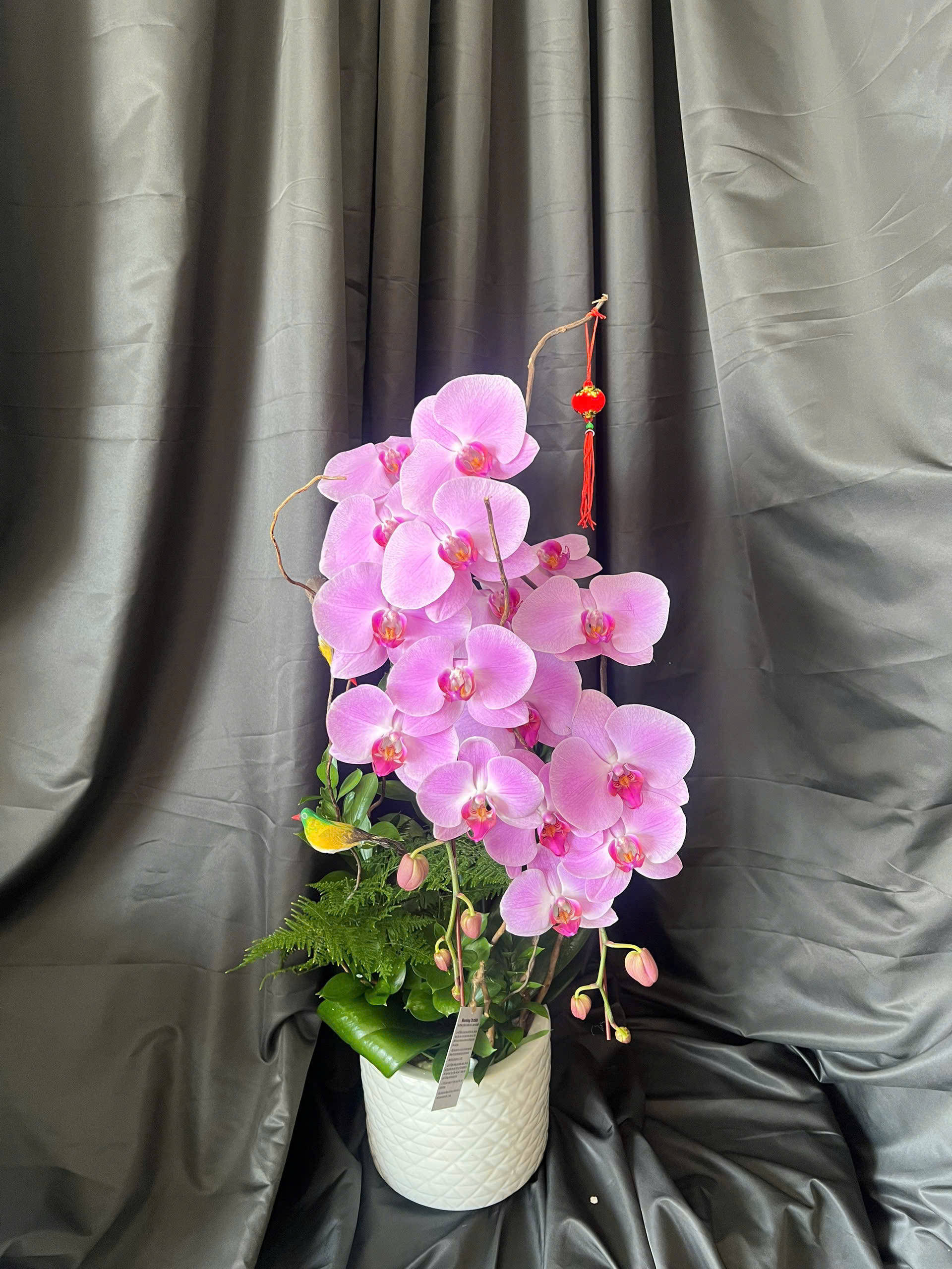 Lan hồ điệp S054