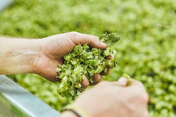 Công dụng của hoa bia